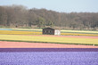 Shed in a flower field