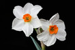 White Daffodil