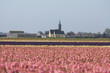 Pink hyacints in a field