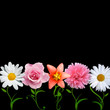 bright flower vector