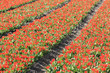red tulips on a field