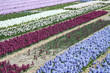 Dutch Floral industry, hyacints in a field