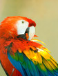 Parrot