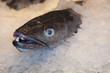 pescado en hielo