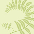 Fern Fern