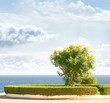 An attractive tree on a background with blue sky and water