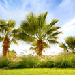 A palm tree on a nature background