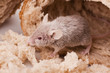 Mouse on bread