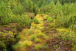 Piller Moor - Piller Swamp 14
