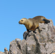 Sea Lion Sea Lion