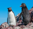 rockhopper penguins rockhopper penguins