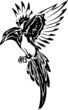 magpie