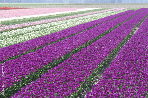 Photo: Tulip background Tulip background