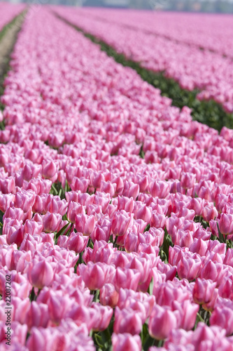 Photo: Pink tulips in a dutch tulipfield Pink tulips in a dutch tulipfield