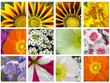 twelve squares in a garden
