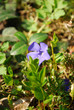 Vinca minor - kleines Immergrün