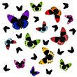 butterflies butterflies