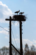 Silhouette of storks