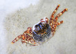 Crab on a beach
