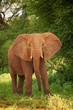 Elefant