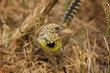 Vogel Afrika Portrait