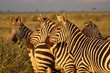 Zebras Afrika Kenia