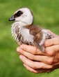 chicken of upland or magellan Goose in hands