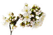 cherry blossom isolated cherry blossom isolated