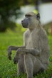 Affe Afrika Kenia