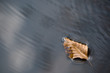 Schwimmendes Blatt