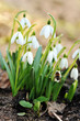 snowdrop flowers snowdrop flowers