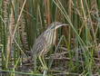 American Bittern