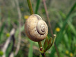 snail
