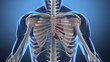 Journey into the human heart with red blood cells Journey into the human heart with red blood cells