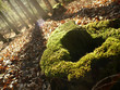 Rotten stump