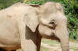 close up of elephant in the park close up of elephant in the park