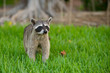 Racoon wandering curiously through the grass in Costa Rica. Racoon wandering curiously through the grass in Costa Rica.