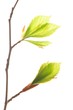 Spring bud
