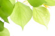 Fresh Leaves