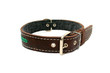 leather animal collar isolated