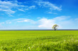 Green field and lonely tree