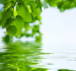 Tilleul sur l'eau