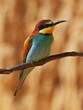 European bee-eater on a branch