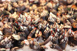 Entenmuscheln, seltene Delikatesse