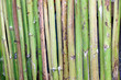 clôture écologique verte en troncs d'agaves