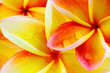 fond de fleurs roses de frangipanier fond de fleurs roses de frangipanier