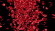 rose petals transition - alpha masked 3d animation rose petals transition - alpha masked 3d animation