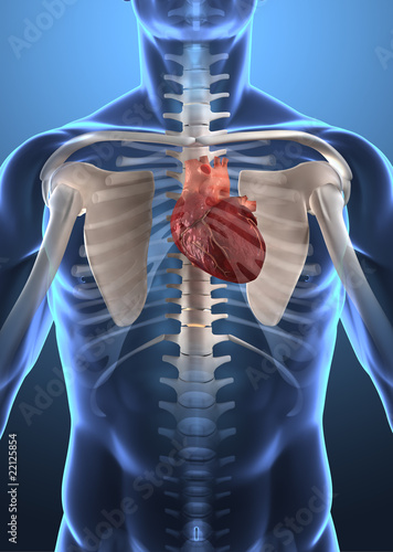 Chest Anatomy Heart