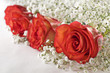 Foto: Roses Roses
