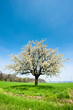 blossoming tree in spring